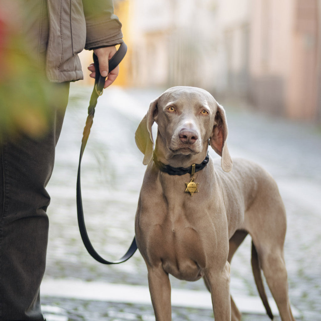 Weimaraner con medaglietta personalizzabile per cani a forma di stella dello sceriffo MyFamily
