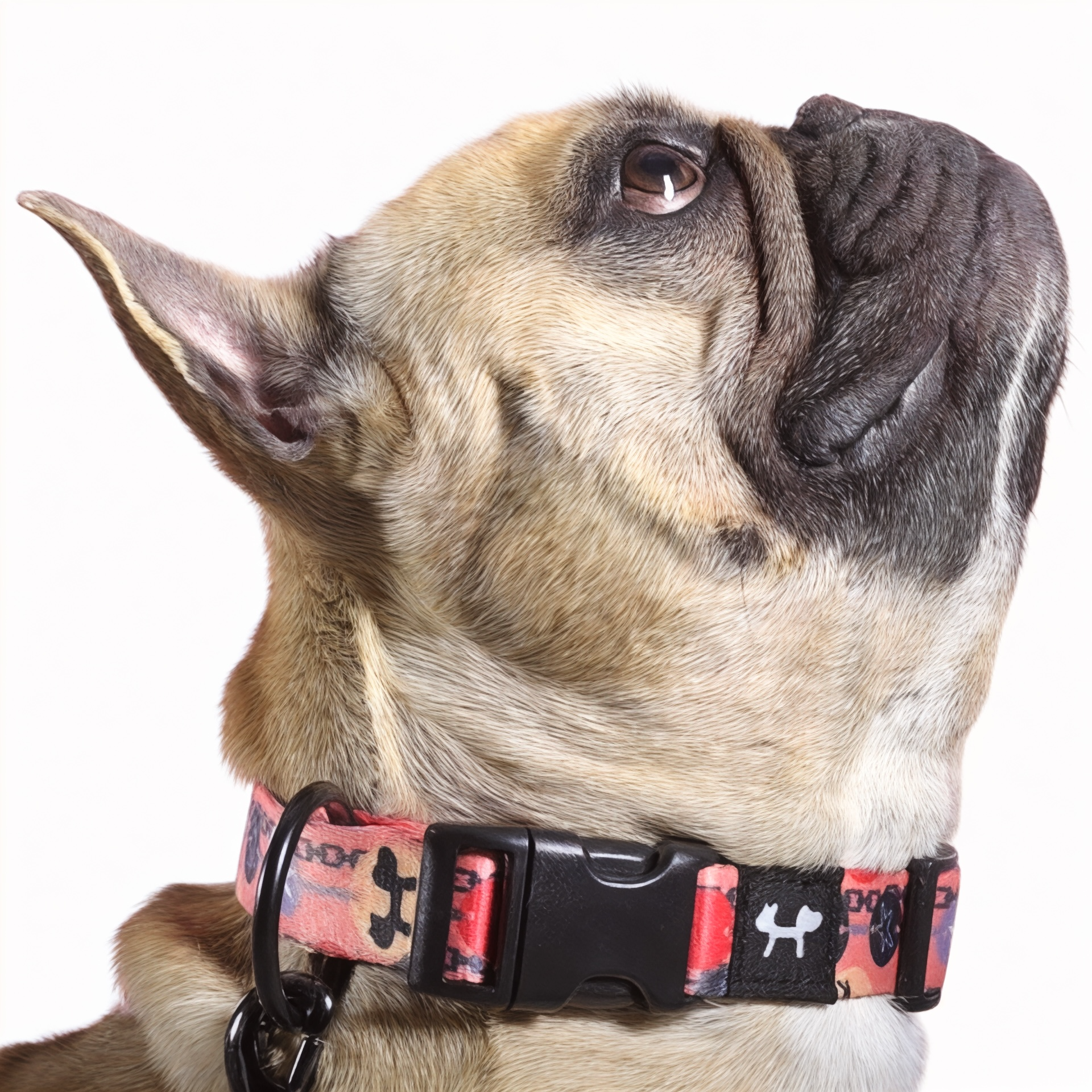 Collare per cani Forever arancio chiusura con clip