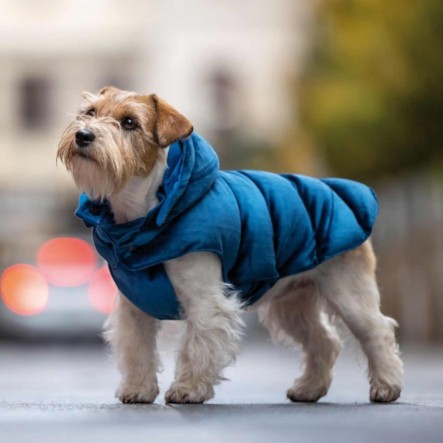 Giubbotto imbottito impermeabile per cani Velveteen blu