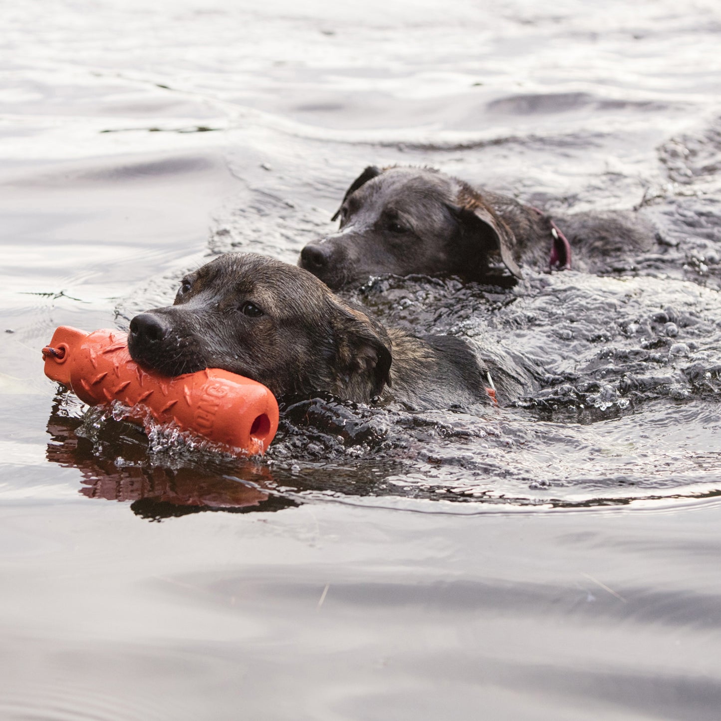 KONG Training Dummy giocattolo per addestramento cane in acqua e su terra – colore arancione ad alta visibilità
