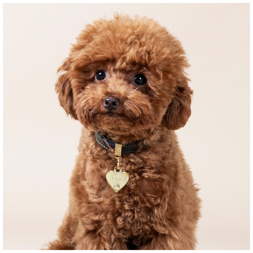 Barboncino con Medaglietta per cani in ottone personalizzabile a forma di cuore dorato misura piccola.
