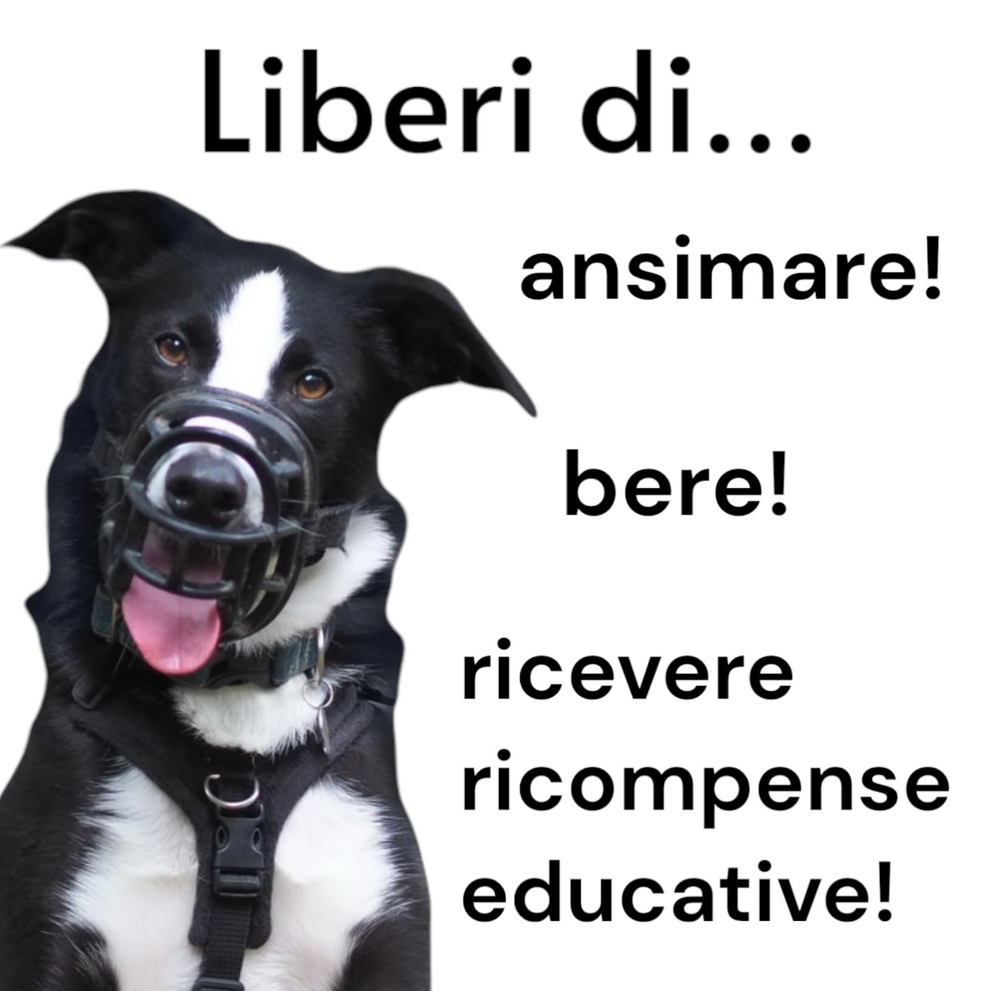 Baskerville Ultra museruola per cani