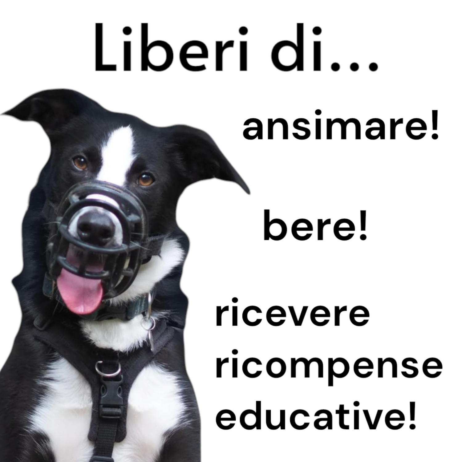 Baskerville Ultra museruola per cani