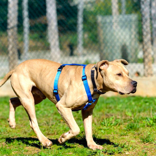 PETTORINA PROFESSIONALE AD H IN NYLON