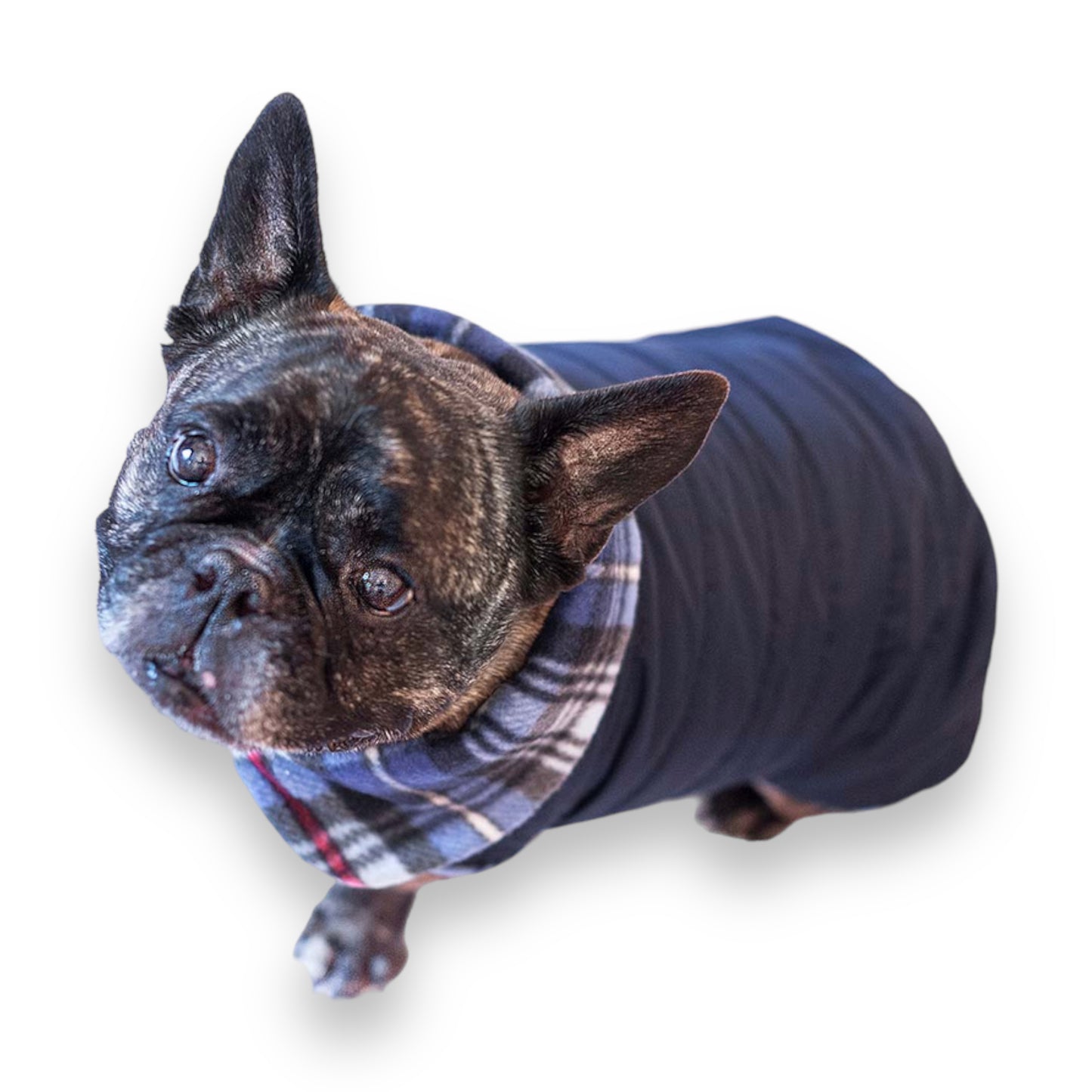 Lussianinda - Cappottino Cani Impermeabile Blu Notte Fatto A Mano