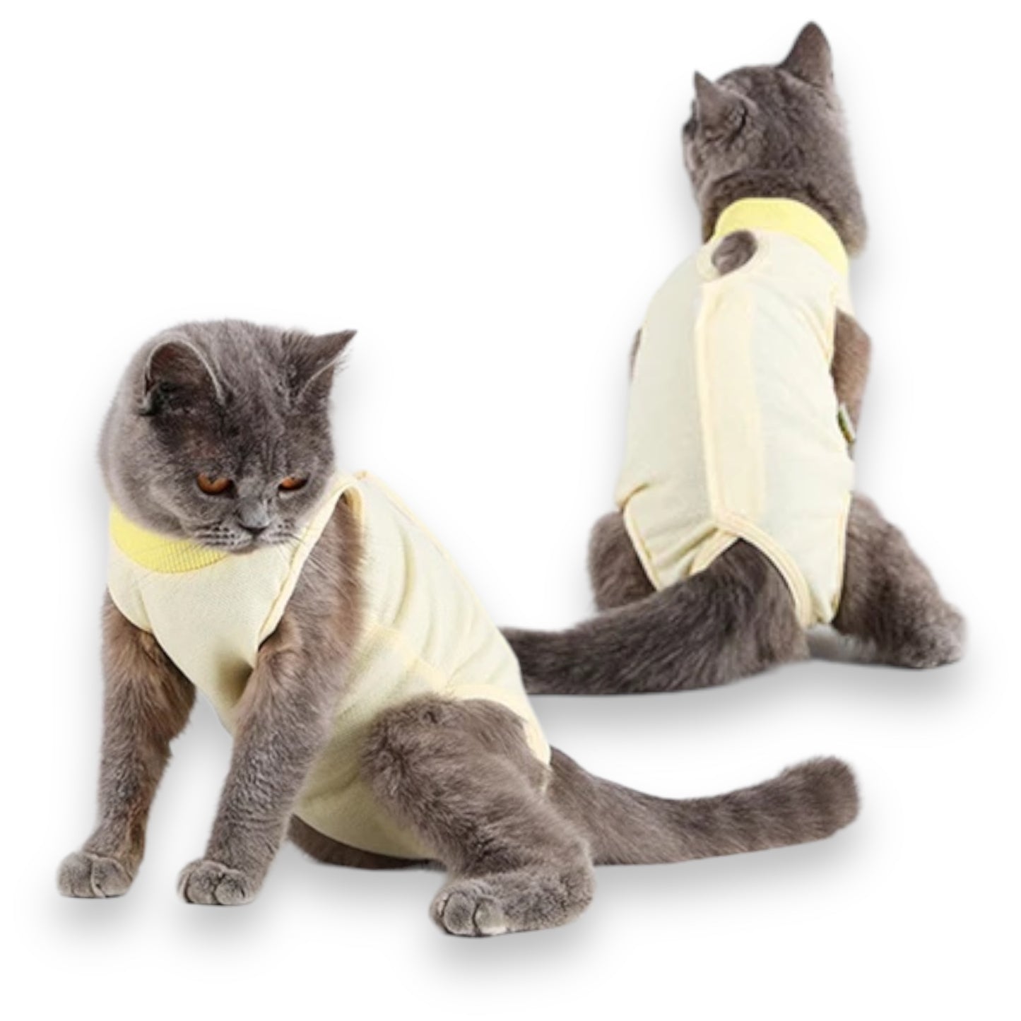 Post Operatorio Gatto Dog is Good