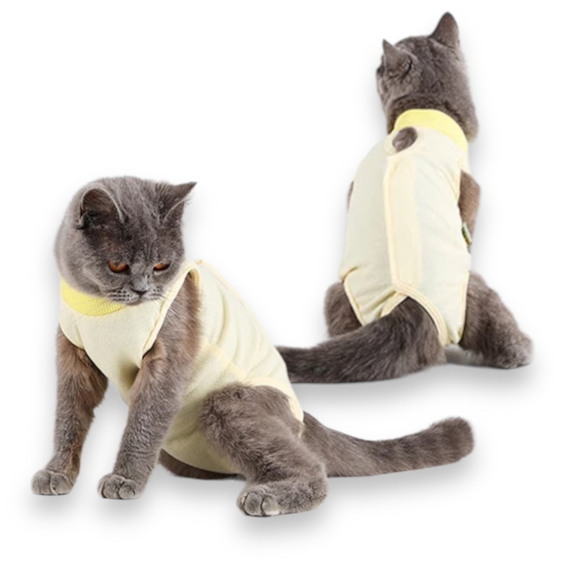 Post Operatorio Gatto Dog is Good