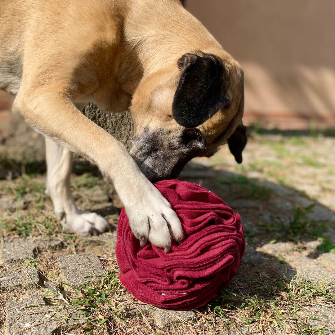 Boop The Snoot - Palla olfattiva Snuffle attivazione mentale del cane