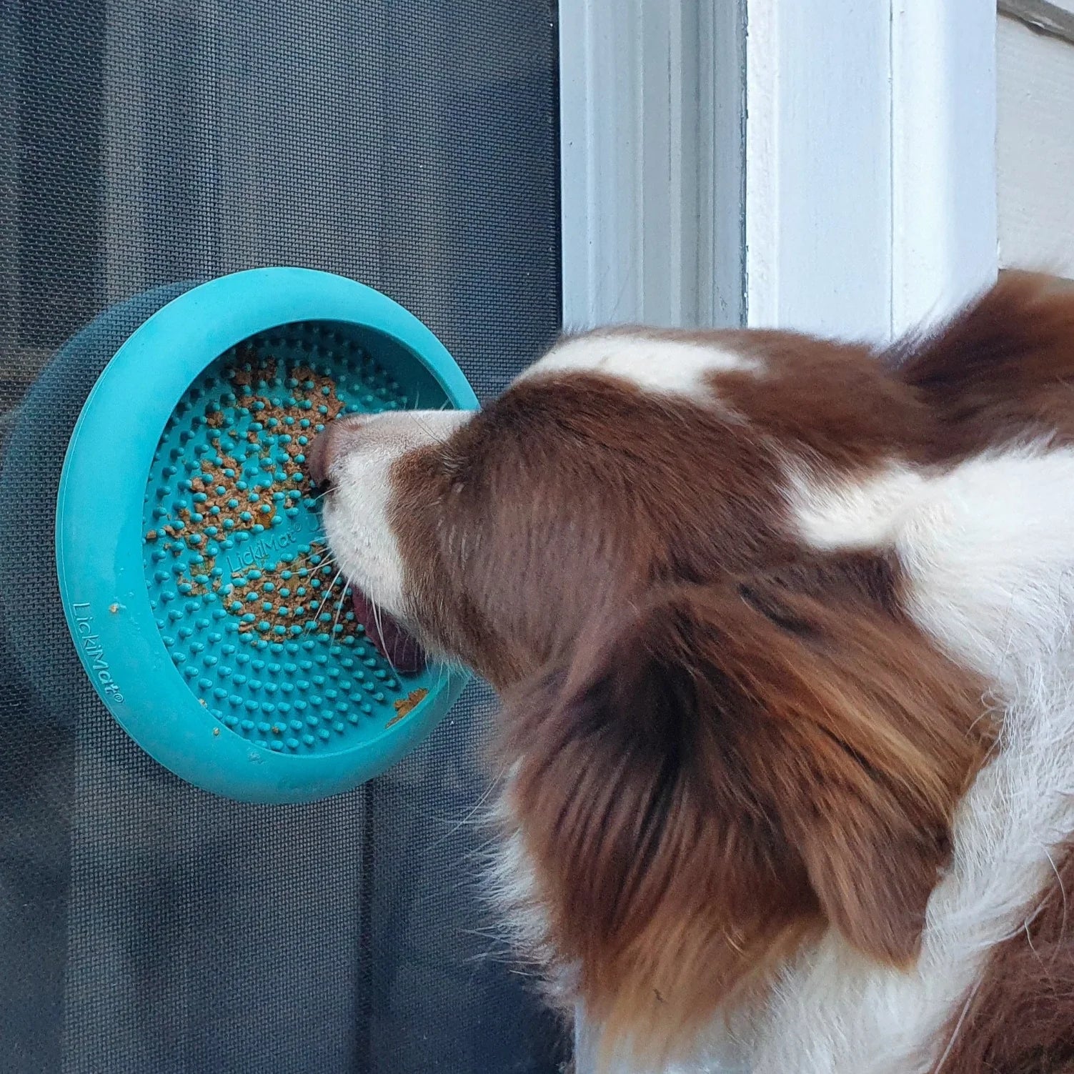 UFO - Ciotola con ventose contro ansia e stress