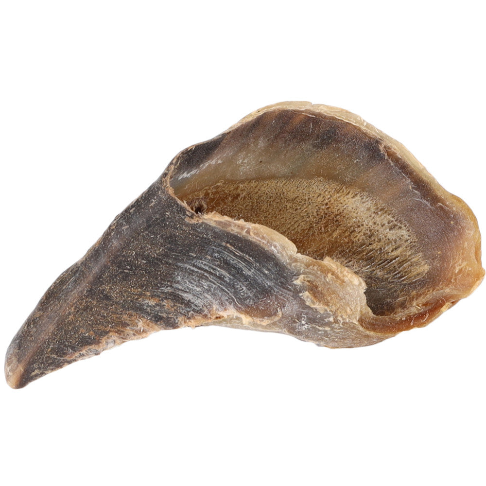 Zoccolo di bovino alimento per cani