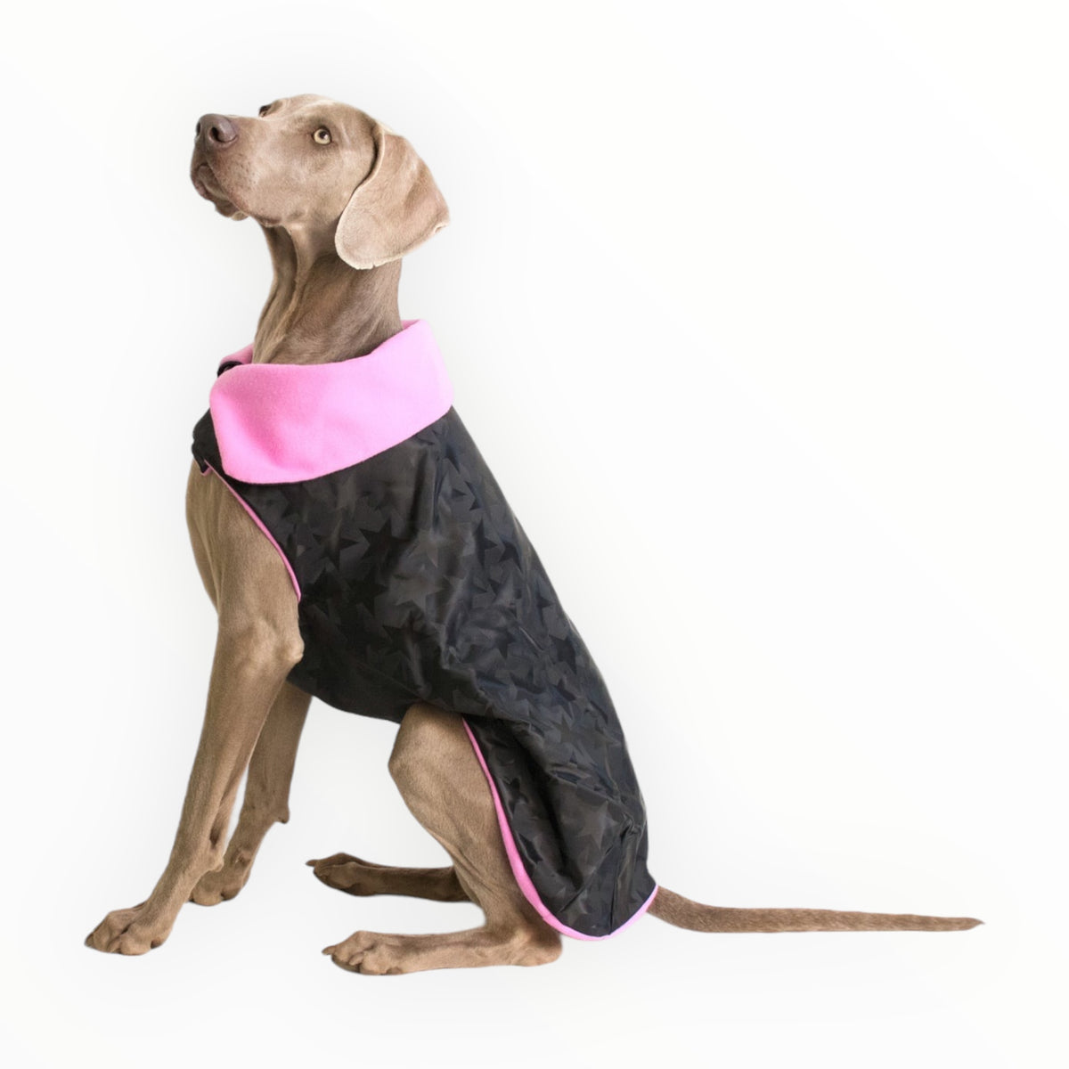 Design reversibile del cappottino impermeabile con stelline - Lussianinda per cani