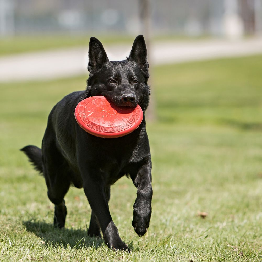 KONG - FLYER FRISBEE GIOCO PER CANI