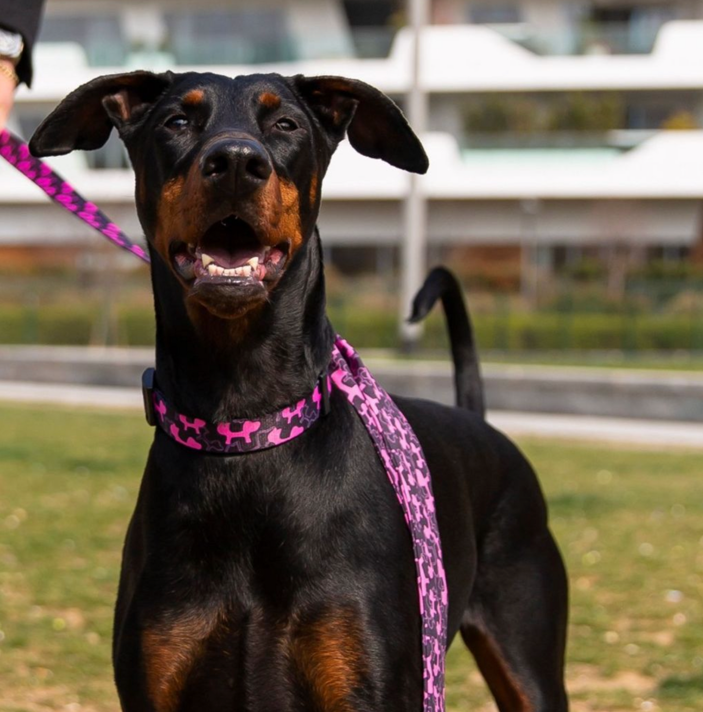 UNITED PETS - COLLARE PER CANI "COMPLETE ME" Mod. IDENTITY