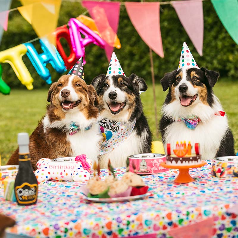 CROCI - CAPPELLINI PET'S PARTY KIT PER CANI