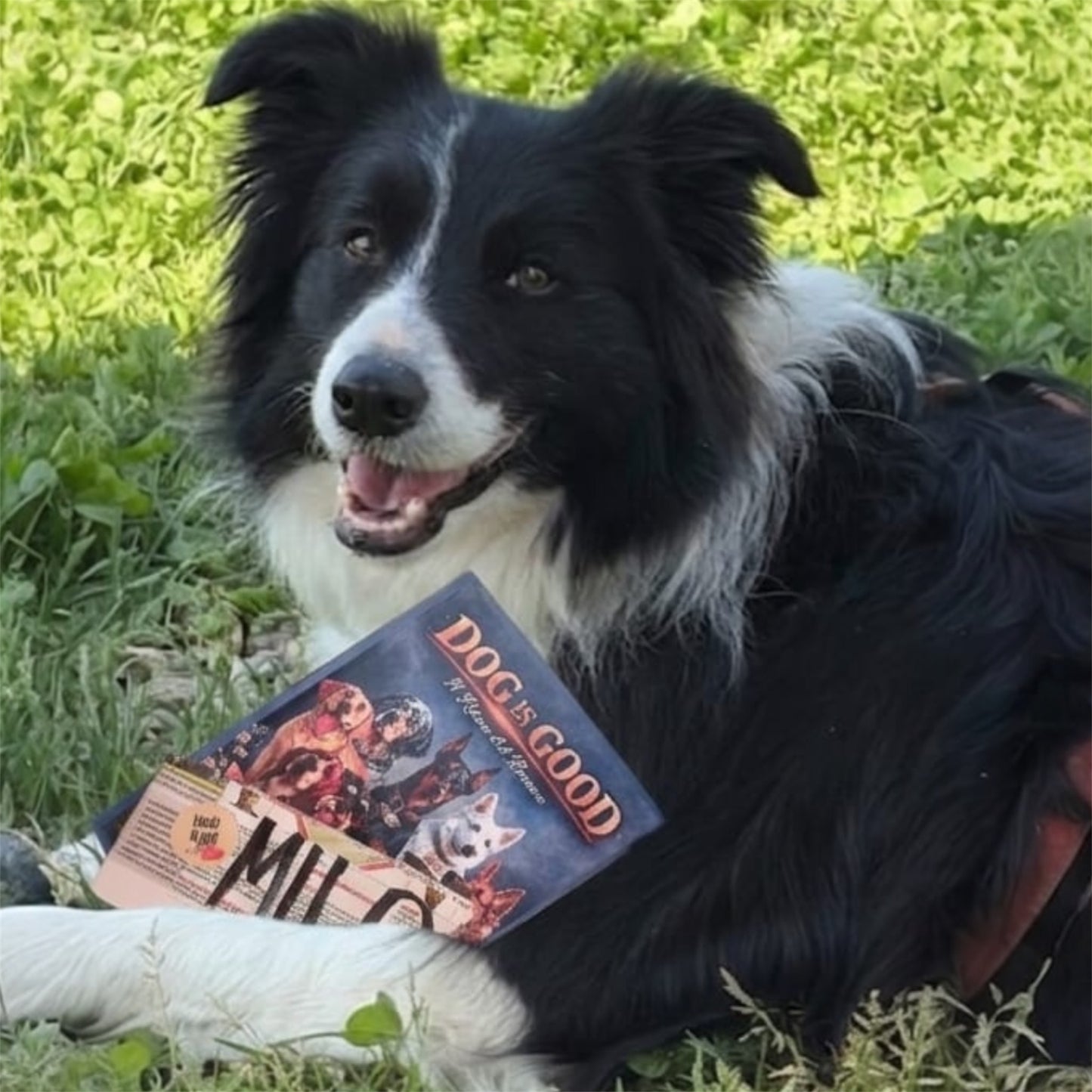 Libro "Il Ritmo del Branco" Storie di cani dell'Asilo Dog is Good.