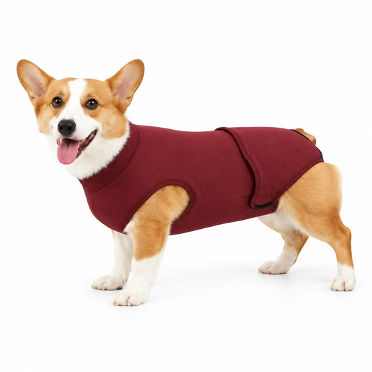 Corgi che indossa il body post operatorio rosso Dog Is Good, fotografato di lato su sfondo bianco