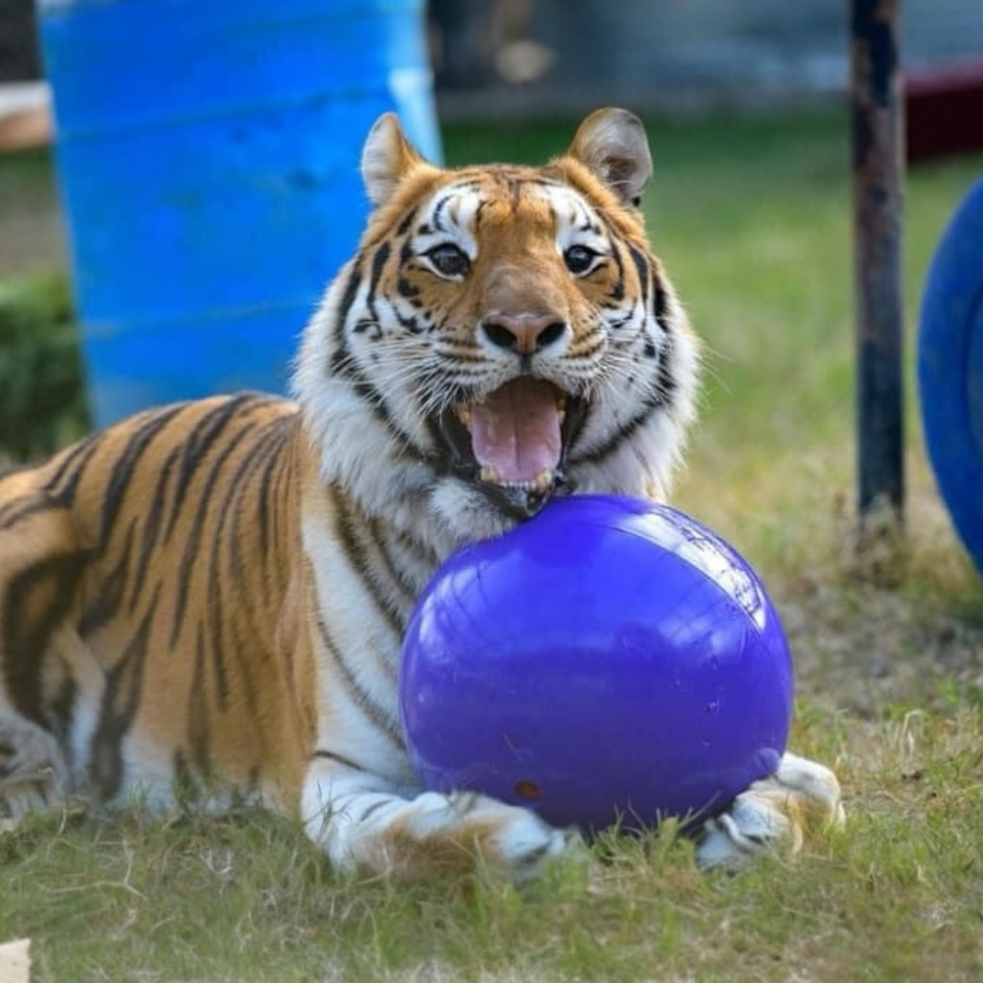 Boomer Ball usata da tigre in parco animali - palla indistruttibile The Company of Animals