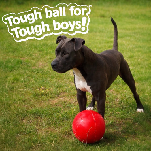 Palla indistruttibile per cani in plastica dura - Boomer Ball The Company of Animals