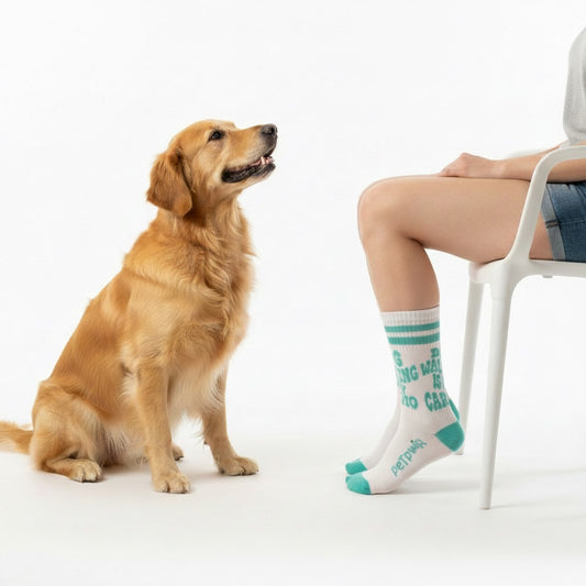 Calze Pet Pwr Dog Walking Is My Cardio indossate su sedia con cane accanto – calze sportive ricamate per amanti dei cani | Pet Pwr | DOG IS GOOD