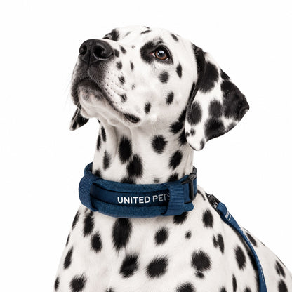 Dalmata con collare Soft CityLife blu United Pets e guinzaglio su sfondo bianco