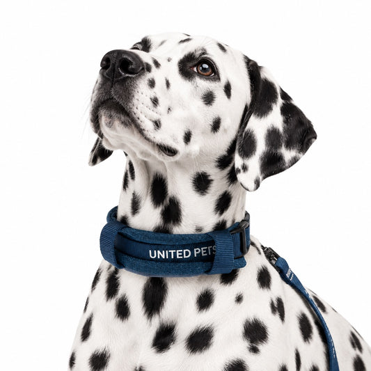 Dalmata con collare Soft CityLife blu United Pets e guinzaglio su sfondo bianco
