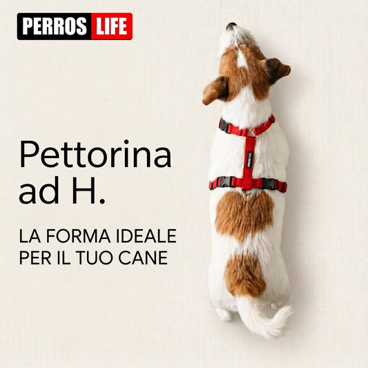 Cane bianco e marrone visto dall’alto con pettorina ad H rossa, su sfondo beige. Testo: “Pettorina ad H. La forma ideale per il tuo cane”.