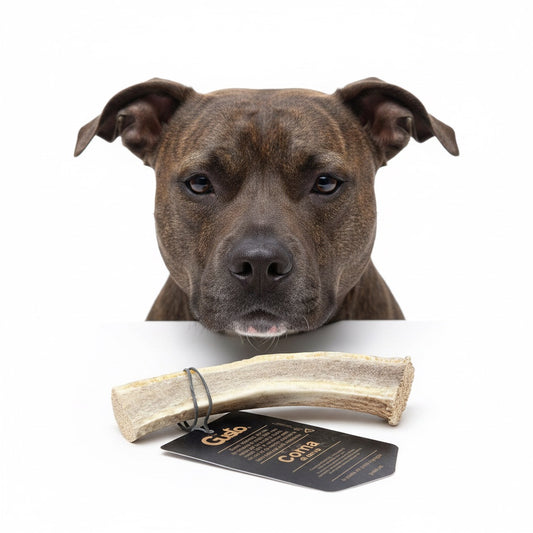 Amstaff con corno di cervo aperto in primo piano – masticativo naturale ricco di collagene | Gusto Pet Food | DOG IS GOOD