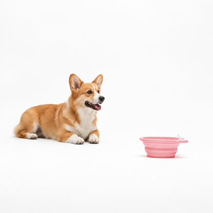 Corgi accanto alla ciotola da viaggio Muzzle Bowl di United Pets, su sfondo bianco