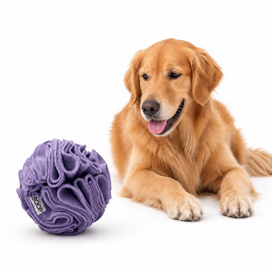 Palla olfattiva snuffle per cani con Golden Retrive.