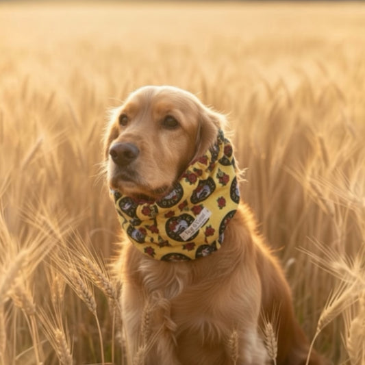 Paraorecchie per cani fatti a mano in Italia per orecchie lunghe - Dog Is Good