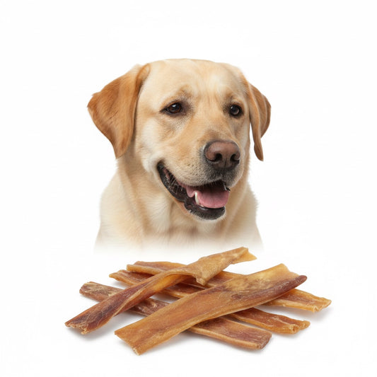 Labrador con pelle di manzo essiccata in primo piano – masticativo naturale ricco di collagene | Gusto Pet Food | DOG IS GOOD
