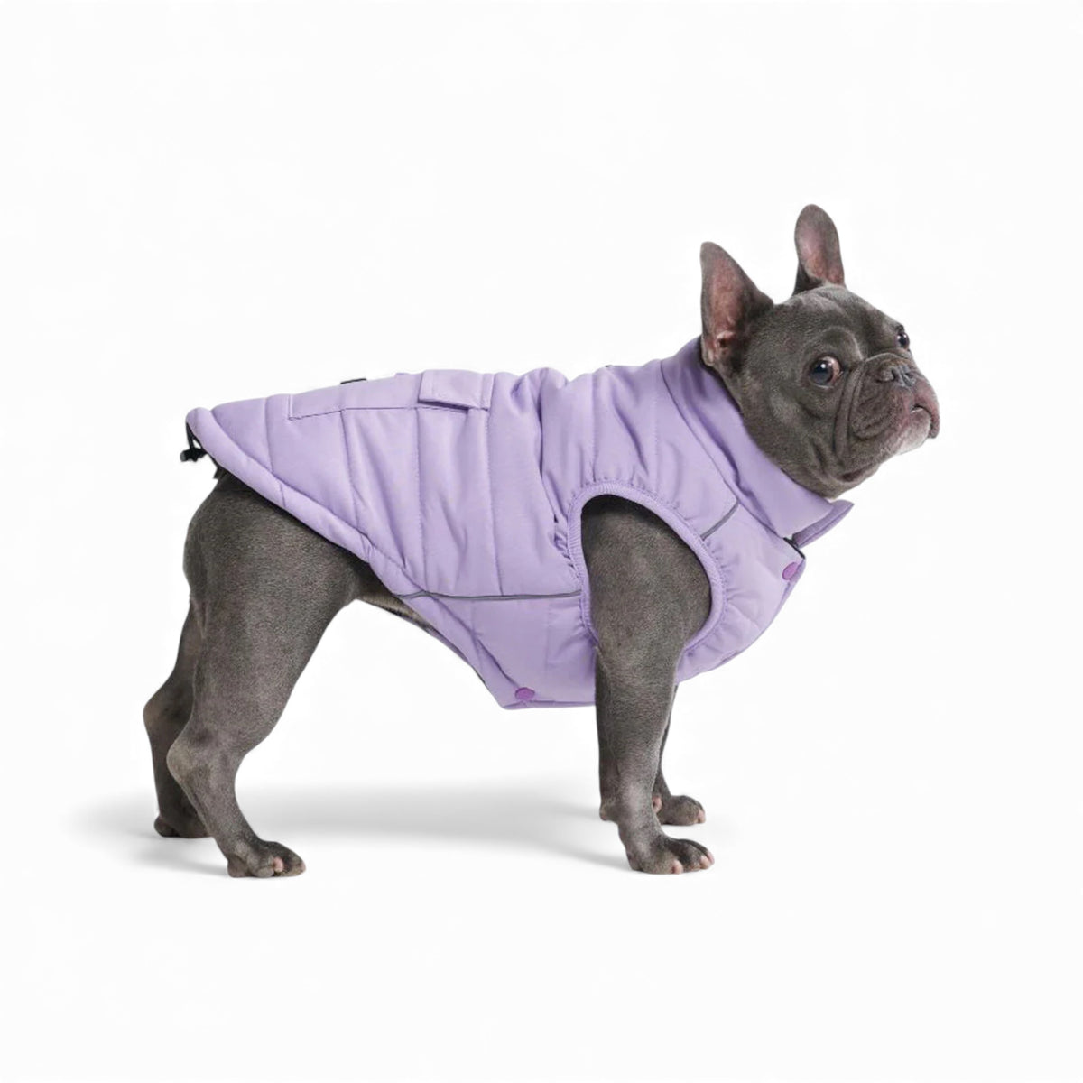Cane con giubbino impermeabile imbottito lilla - WarmShield Spark Paws