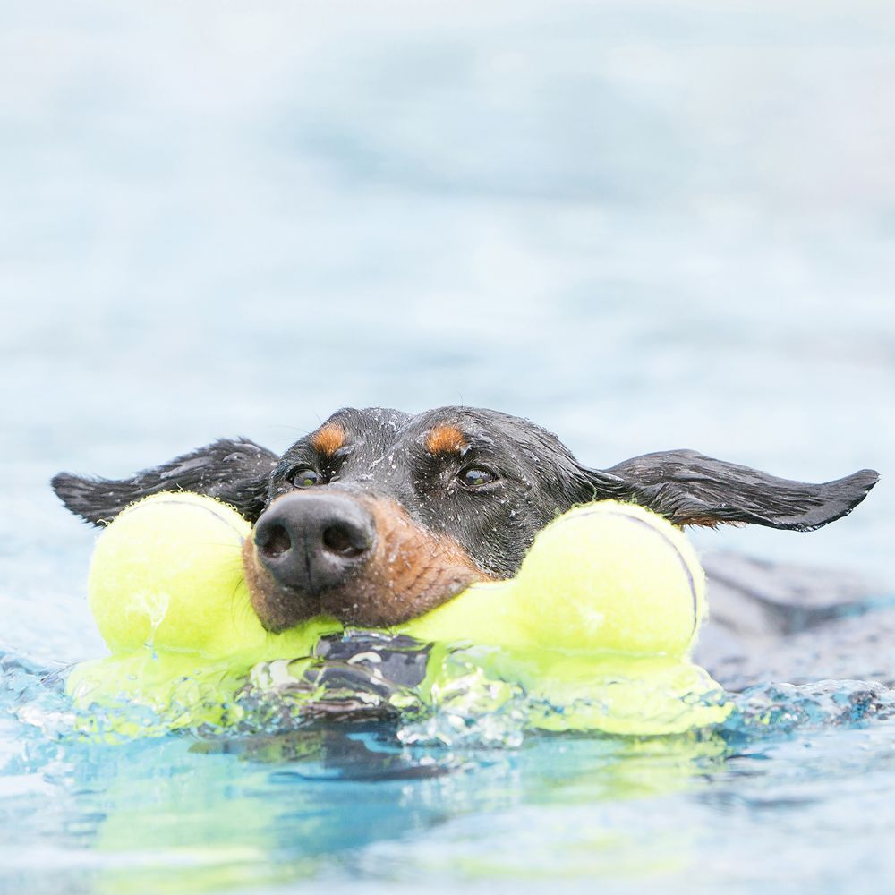 KONG Squeak Air Palla per Cani