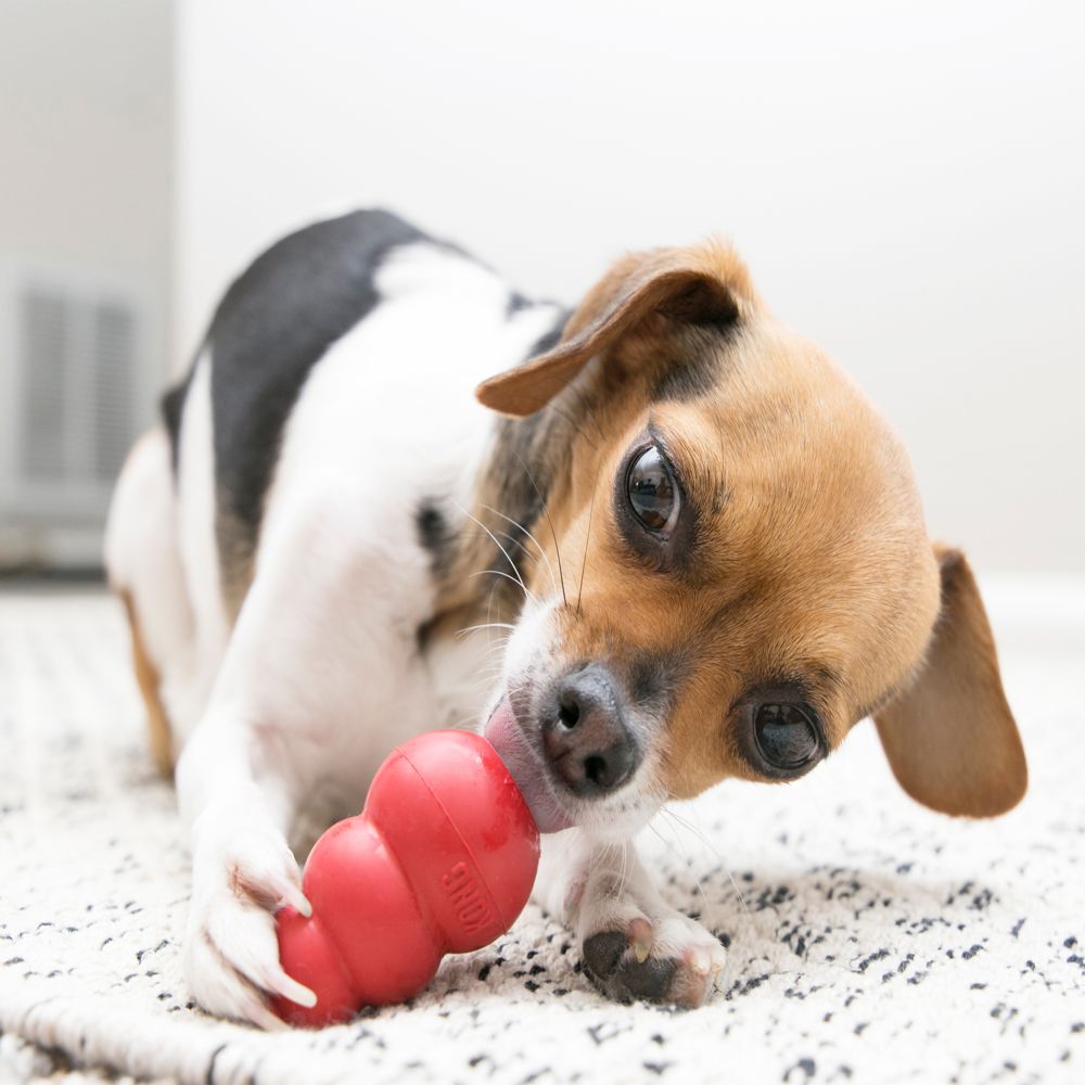 KONG - Classic Gioco cani, gomma naturale resistente - Masticare, inseguire  e riportare - Taglia L : : Prodotti per animali domestici