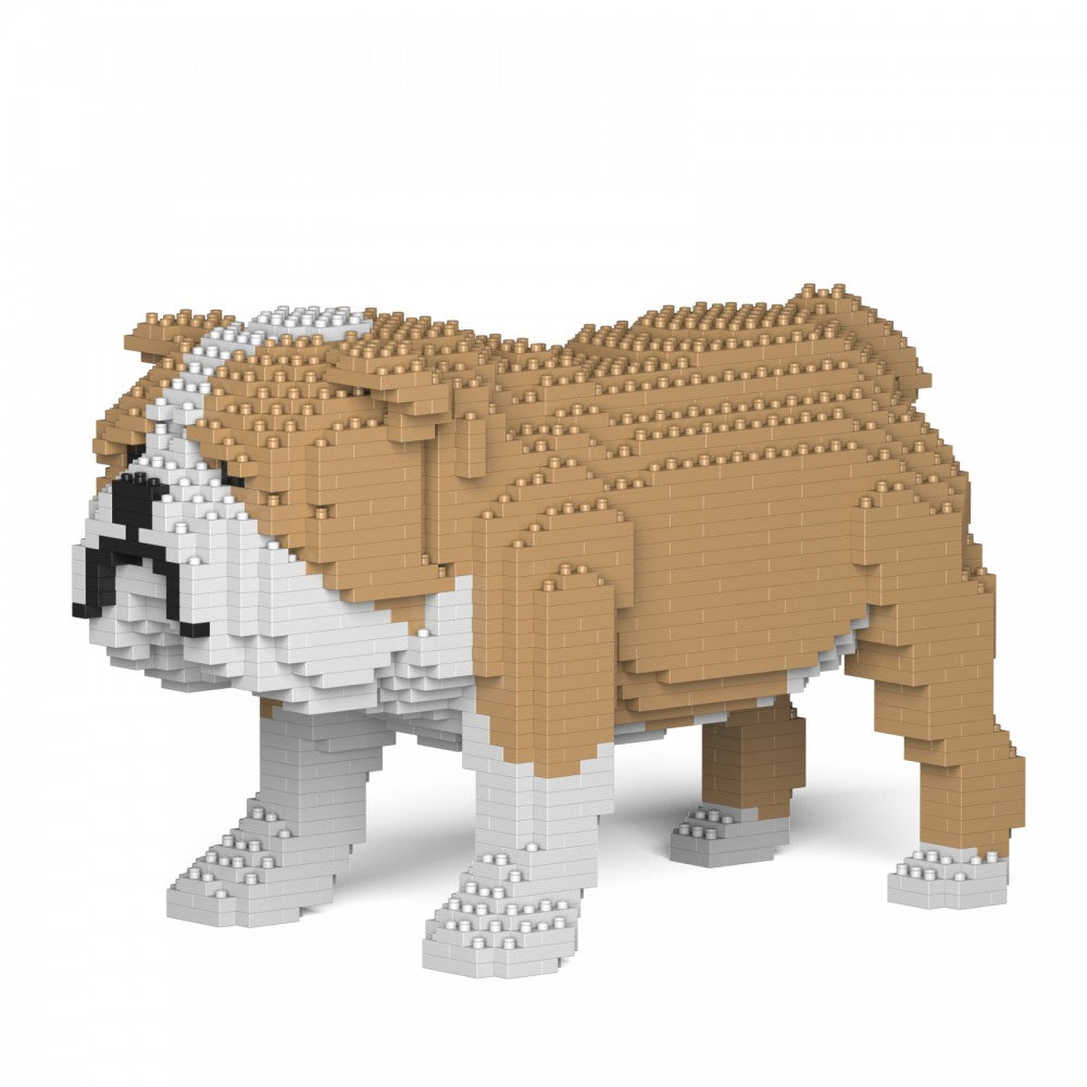 JECKA - BULLDOG INGLESE - English Bulldog 01S-M03